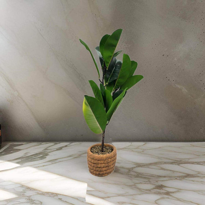 Planta Artificial Macetero De Cemento Naranjo Hojas Verdes - Fliperex