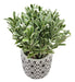 Planta Artificial Macetero Cerámica Vintage Flores Verdes - Fliperex