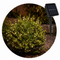 Guirnalda Solar 100 Luces Led Decoracion Jardin Exterior