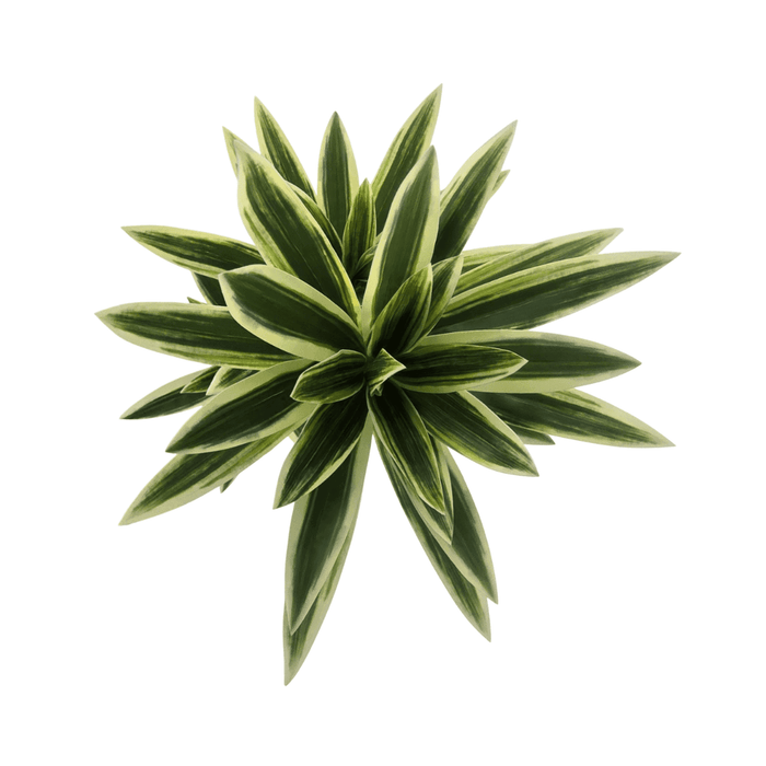 Planta Artificial Dracena Grande En Macetero Plastico Blanco - Fliperex