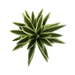 Planta Artificial Dracena Grande En Macetero Plastico Blanco - Fliperex