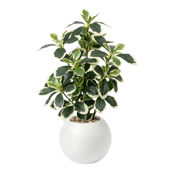 png_1500x1500_71501551