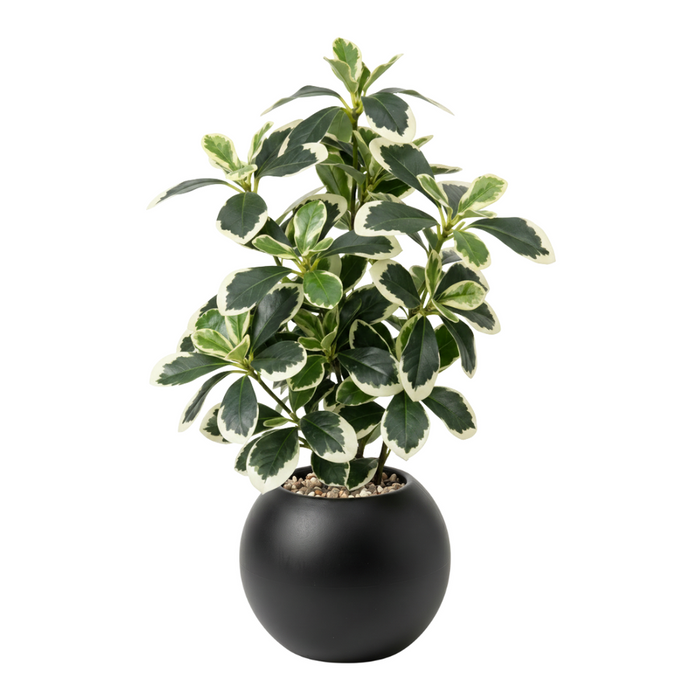 png_1500x1500_71501445