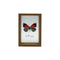 Cuadro De Vidrio Marco Madera Diseño Mariposa Decorativo