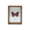 Cuadro De Vidrio Marco Madera Diseño Mariposa Grande