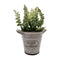 Planta Artificial Macetero Cerámica Home And Flowers Blanco