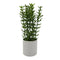Planta Artificial Macetero De Ceramica Blanco Hojas Verdes