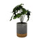 Planta Artificial Tropical Macetero Ceramica Gris Con Dorado