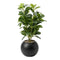 Planta Artificial Ficus Decorativa Maceta Decoracion Hogar