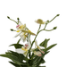 Planta Artificial Orquidea Blanco Decorativa Macetero Loza - Fliperex