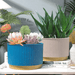 Macetero Plastico Redondo Bajo Premium Blanco Base Dorado - Fliperex