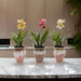 Planta Artificial Orquidea Amarilla Macetero De Ceramica - Fliperex