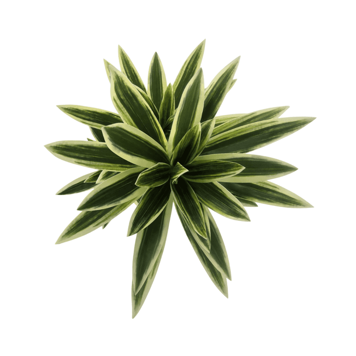 Planta Artificial Dracena Grande En Macetero Plastico Blanco - Fliperex